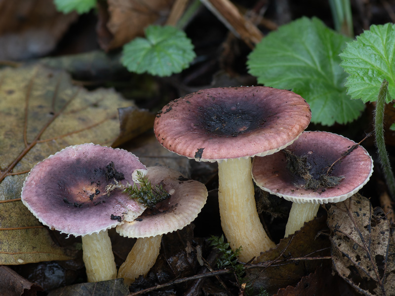 Russula alnetorum 